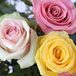 4260625430026_Bunte_rosen_zoom.jpg