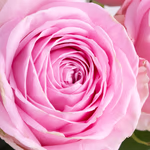 20190037_10_rosa_rosen_zoom.jpg