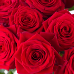 Rote_rosen_20180014_4260625430132_zoom.jpg
