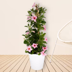 43582-rosa-mandevilla-pyramide-neu_1.jpg