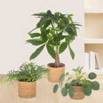 43165-3er-set-pachira-nestfarn-pilea-1.jpg