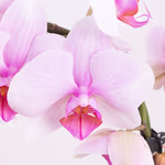 4260625434277-orchideenbogen-rosa-zoom.jpg