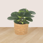 43164-3er-set-ananas-monstera-peperomia-3.jpg