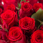 20200005-40-rote-rosen_zoom.jpg