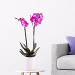 4260625433553-lila-orchidee-zwei-rispen.jpg
