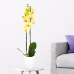 43785-orchidee-zwei-rispen-gelb-1.jpg