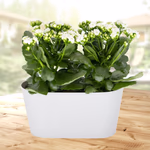 43865-weisse-kalanchoe-1_1.jpg