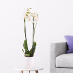 4260625436073-weisse-orchidee-zwei-rispen.jpg