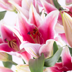 43331-blumenstrauss-rosa-lilien-zoom2.jpg