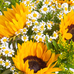 43479-wiesenstrauss-merina-4.jpg