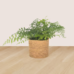 43165-3er-set-pachira-nestfarn-pilea-3.jpg