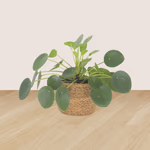 43165-3er-set-pachira-nestfarn-pilea-4.jpg