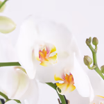 4260625436073-weisse-orchidee-zwei-rispen-zoom.jpg