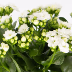 43865-weisse-kalanchoe-2_1.jpg