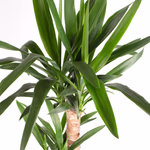 43502-yucca-palme-90-2_1.jpg
