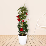 43583-rote-mandevilla-pyramide-neu_1.jpg