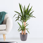 43502-yucca-palme.jpg