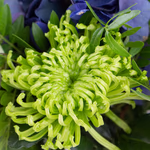 43339-blumenstrauss-victoria-3.jpg