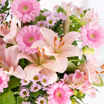 43014_rosa_gerbera_2.jpg
