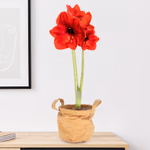 43973-rote-amaryllis-zwei-triebe-kork.jpg