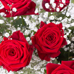 20190072_rote_rosen_mit_schleierkraut_zoom.jpg