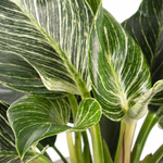 43517-philodendron-white-wave-2.jpg