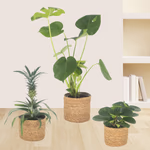 43164-3er-set-ananas-monstera-peperomia-1.jpg