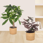 43162-2er-set-pachira-calathea-1.jpg