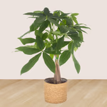 43165-3er-set-pachira-nestfarn-pilea-2.jpg