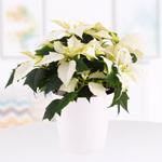 43952-weihnachtsstern-weiss-topf-weiss-2.jpg