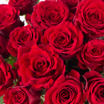 20190067-20-rote-rosen-zoom (1).jpg