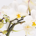 43589-weisser-orchideenbogen-herzform-2.jpg