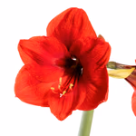 43973-rote-amaryllis-zwei-triebe-jutesack-2.jpg