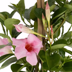 43582-rosa-mandevilla-pyramide-2-bs.jpg