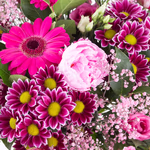 20190057_4260625431146_rosa_roter_bluetentraum_zoom.jpg