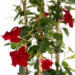 43583-rote-mandevilla-pyramide-2.jpg