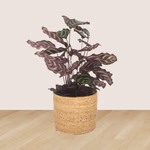 43162-2er-set-pachira-calathea-3.jpg