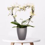 43589-weisser-orchideenbogen-herzform.jpg