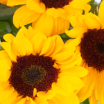 20190045_4260625430934_blumenstrauss_sonnenblumen_zoom.jpg