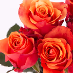 20190040_orange_rosen_zoom.jpg