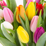 bunte-tulpen-zoom.jpg