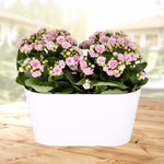 43870-rosa-kalanchoe.jpg