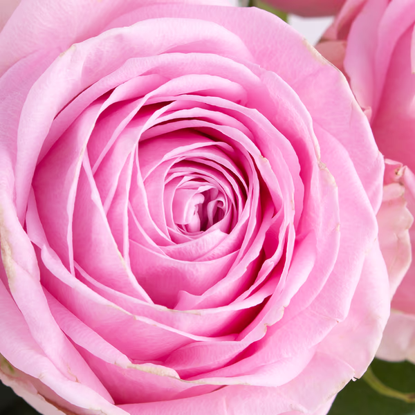 20190037_10_rosa_rosen_zoom.jpg