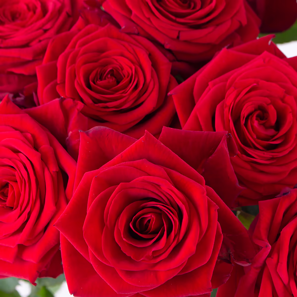 Rote_rosen_20180014_4260625430132_zoom.jpg