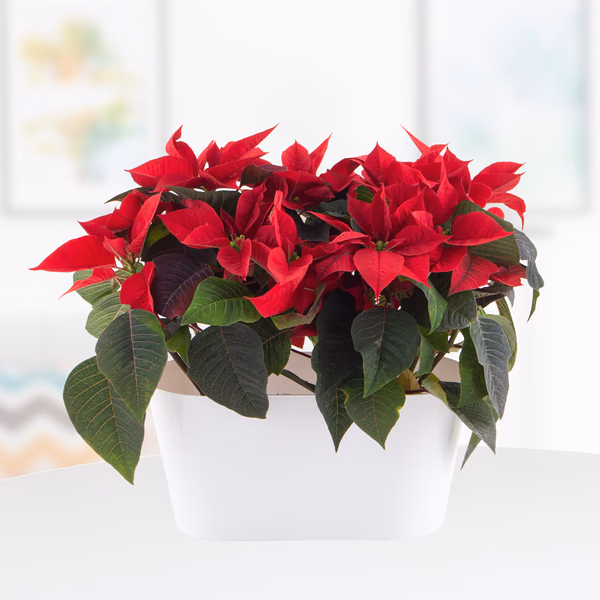 43954-weihnachtssterne-rot-duotopf-weiss.jpg