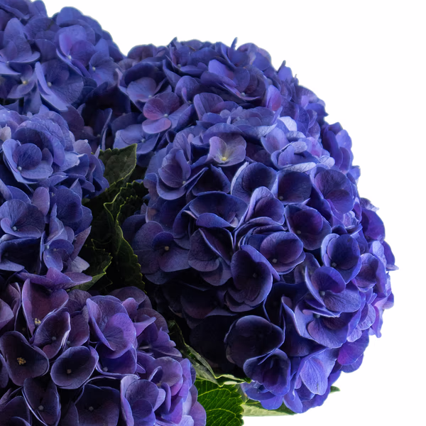 43777-blauer-hortensien-blumenstrauss-7-stiele-2.jpg