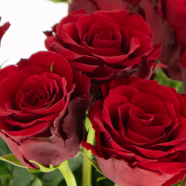 43172-12-rote-rosen-50cm-2.jpg