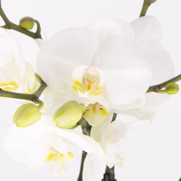 43868-weisse-orchidee-2.jpg