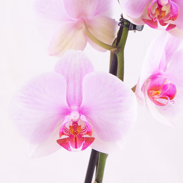4260625434253-rosa-orchidee-zwei-rispen-zoom.jpg