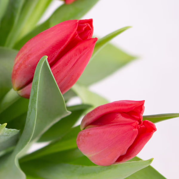rote-tulpen-zoom.jpg